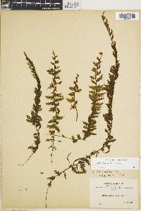 Hymenophyllum plumieri image