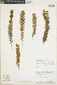 Hymenophyllum plumosum image