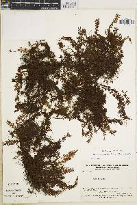 Hymenophyllum roraimense image