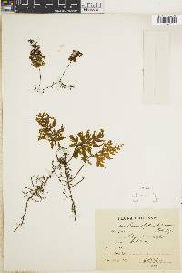 Hymenophyllum tortuosum image