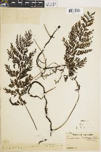 Vandenboschia radicans image