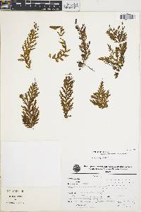 Vandenboschia rupestris image