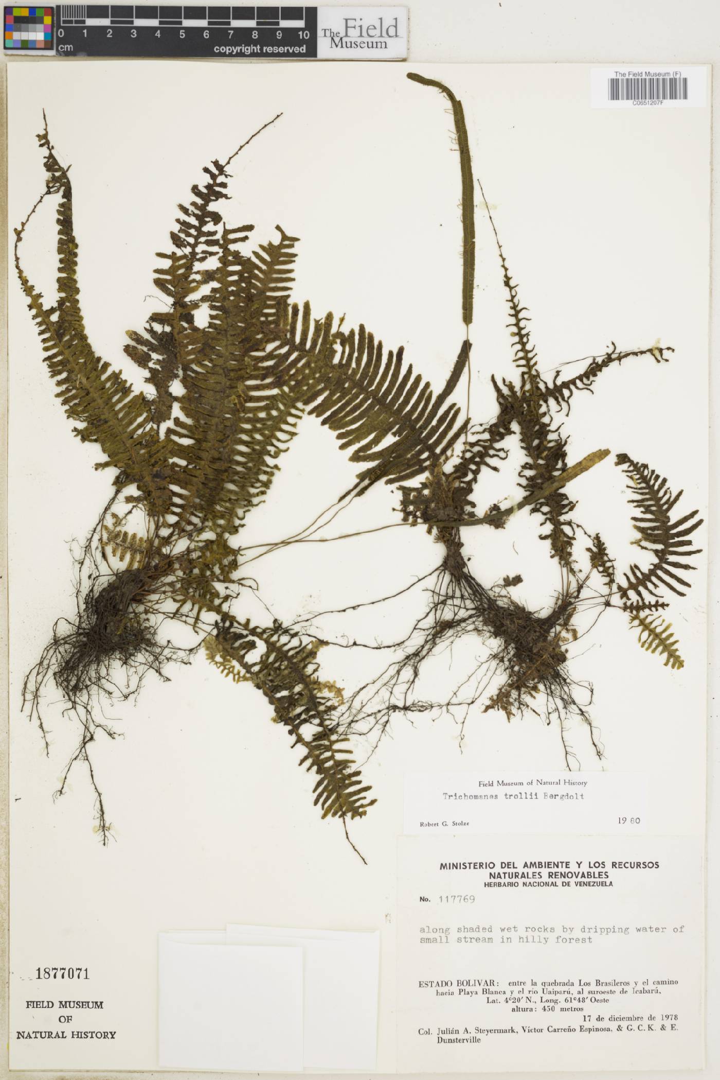 Trichomanes trollii image