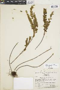 Image of Lindsaea mesarum