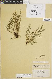 Lellingeria subsessilis image