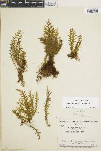 Lellingeria subsessilis image