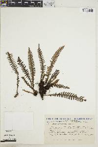 Pleopeltis hirsutissima image