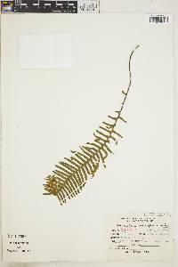 Pecluma camptophyllaria image