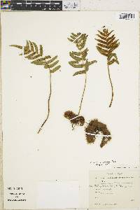 Serpocaulon sessilifolium image