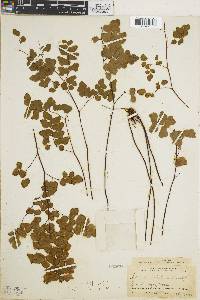 Adiantum chilense image