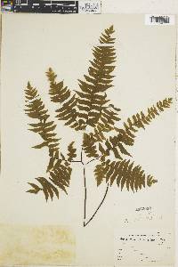 Adiantum curvatum image