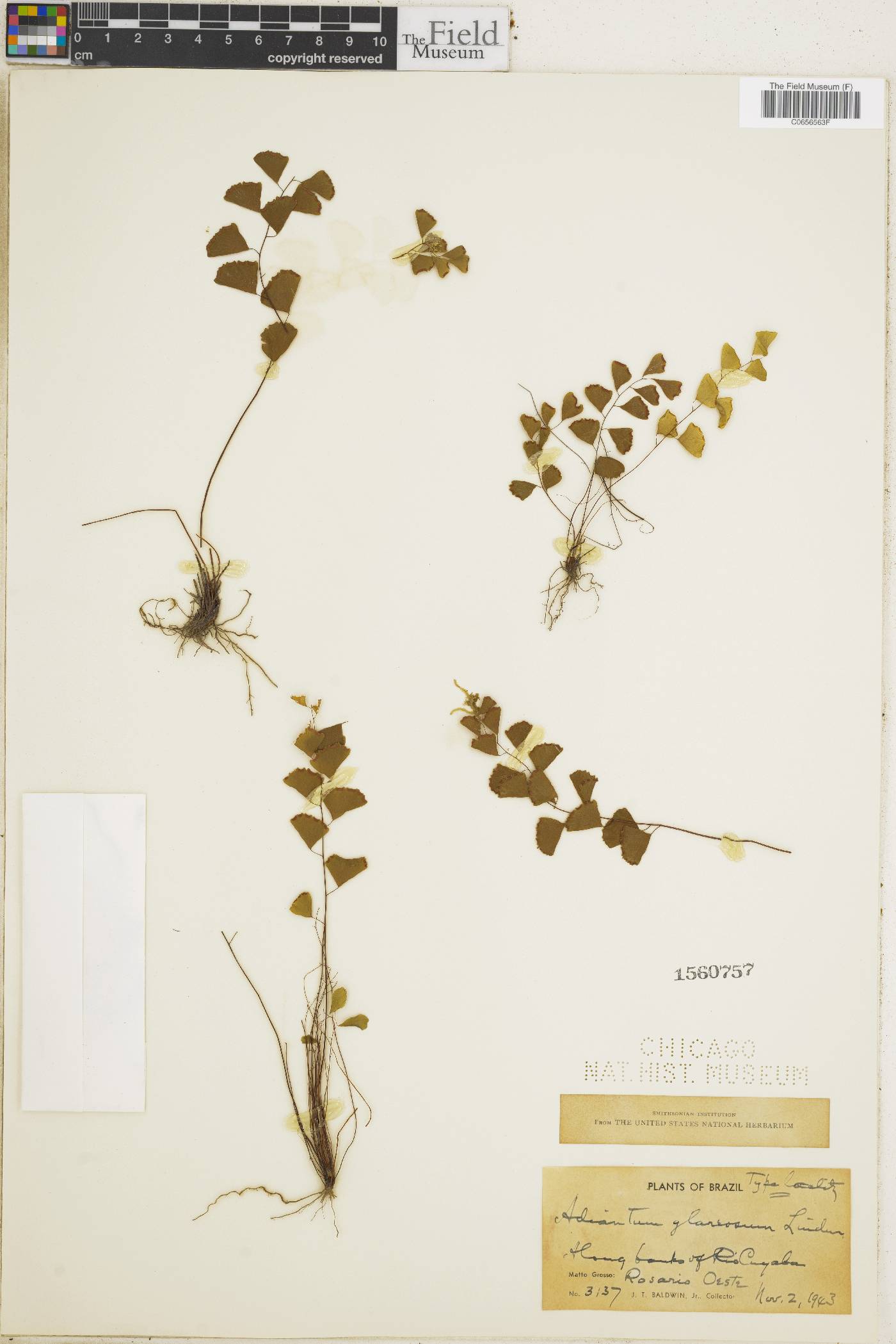 Adiantum filiforme image