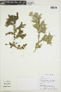 Selaginella articulata image