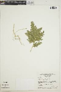 Selaginella stellata image