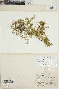 Selaginella flacca image