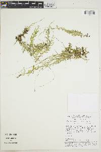 Selaginella flagellata image