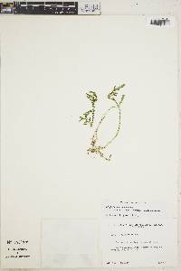 Selaginella moritziana image