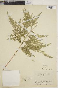 Selaginella rosea image