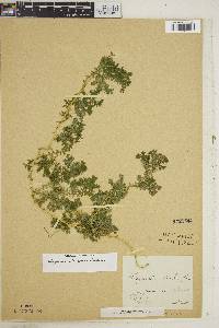 Selaginella silvestris image