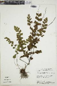 Adiantum sinuosum image