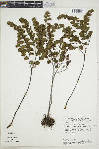 Adiantum sinuosum image