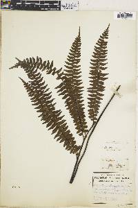 Adiantum intermedium image