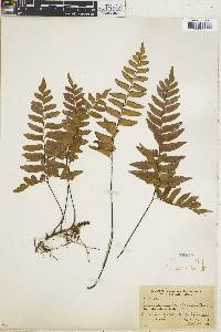 Adiantum latifolium image