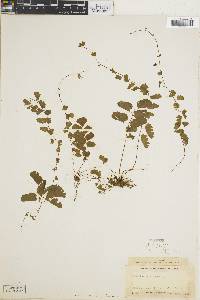 Adiantum philippense subsp. philippense image