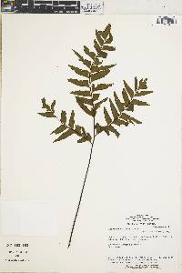 Adiantum obliquum image