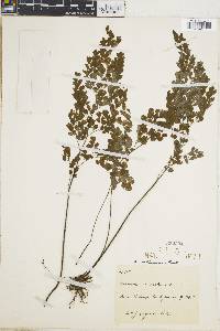 Adiantum raddianum image