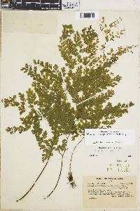 Adiantum rufopunctatum image