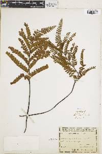 Adiantum serratodentatum image