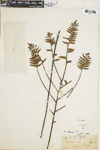 Adiantum villosissimum image