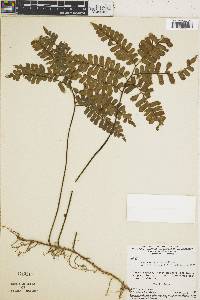 Adiantum terminatum image