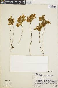 Notholaena geraniifolia image