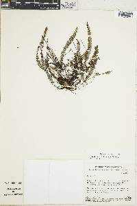 Adiantopsis trifurcata image