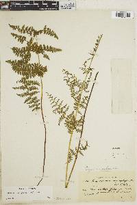 Tryonia myriophylla image