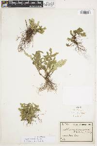 Selaginella convoluta image