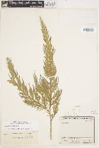 Selaginella lechleri image