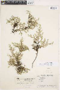 Selaginella steyermarkii image