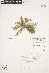 Selaginella acutifolia image