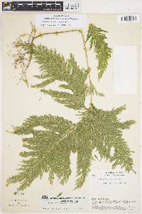 Selaginella anceps image