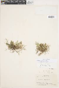 Selaginella convoluta image