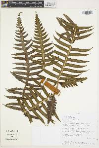 Pteris livida image