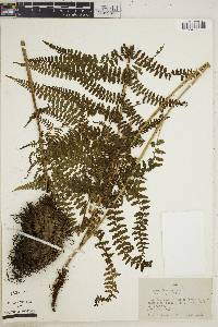 Athyrium dombeyi image