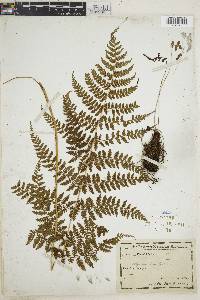 Athyrium dombeyi image