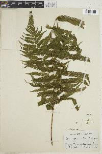 Steiropteris mexiae image