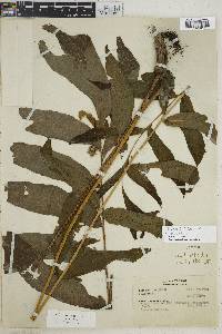 Tectaria lizarzaburui image