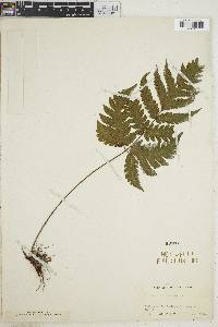 Tectaria trinitensis image
