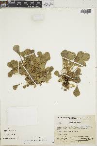 Pterozonium cyclophyllum image
